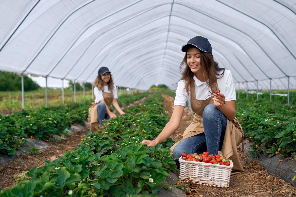 Two young women picking up strawberries on farm