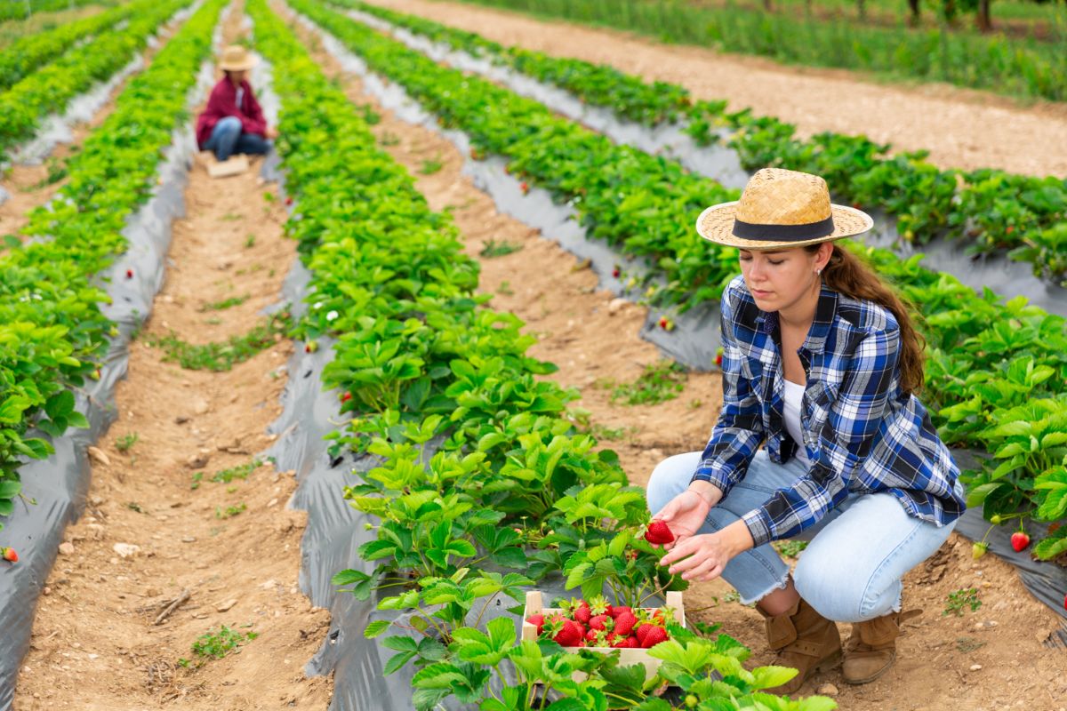 Farmers picking up strawberries on strawberry field