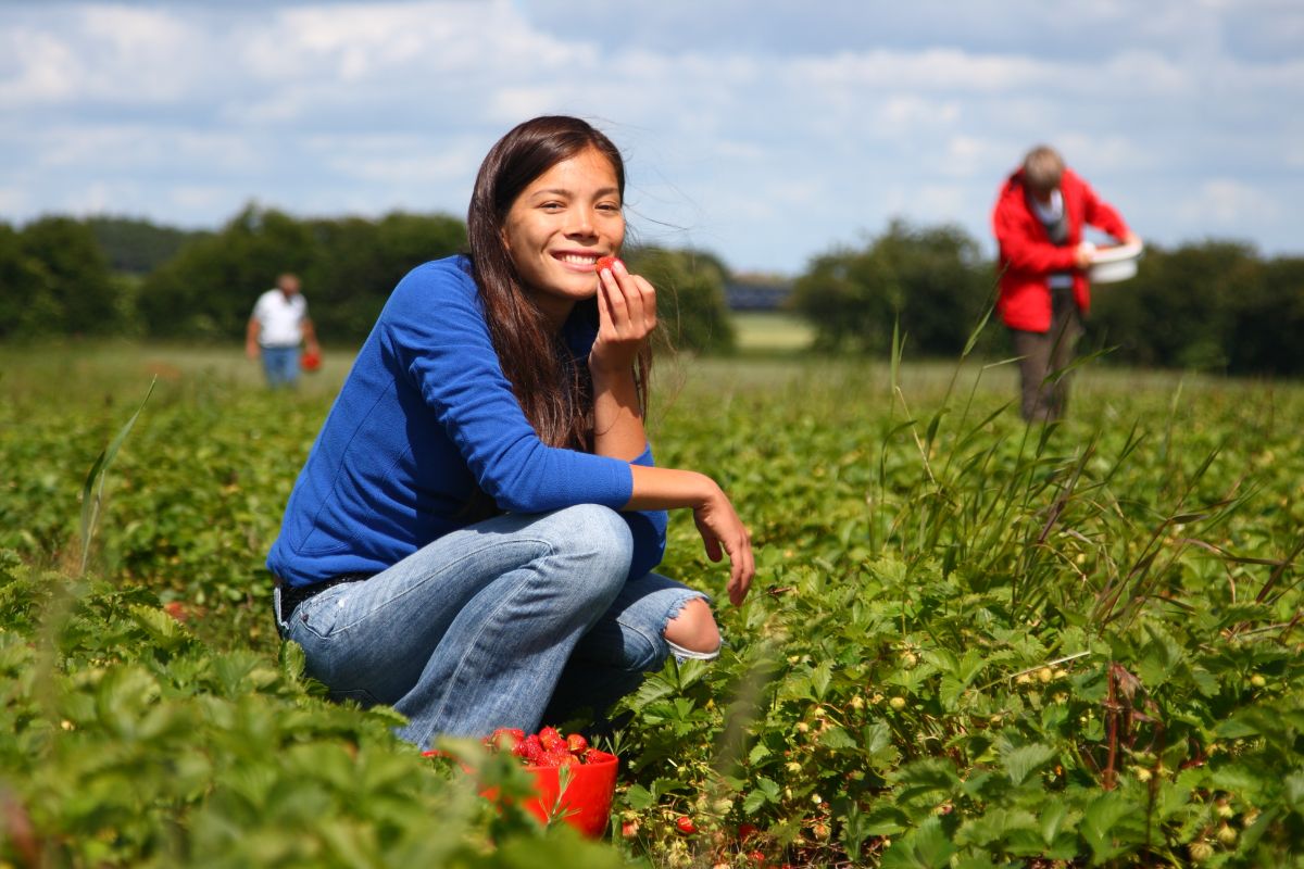 Woman holding strawberry on strawberry field