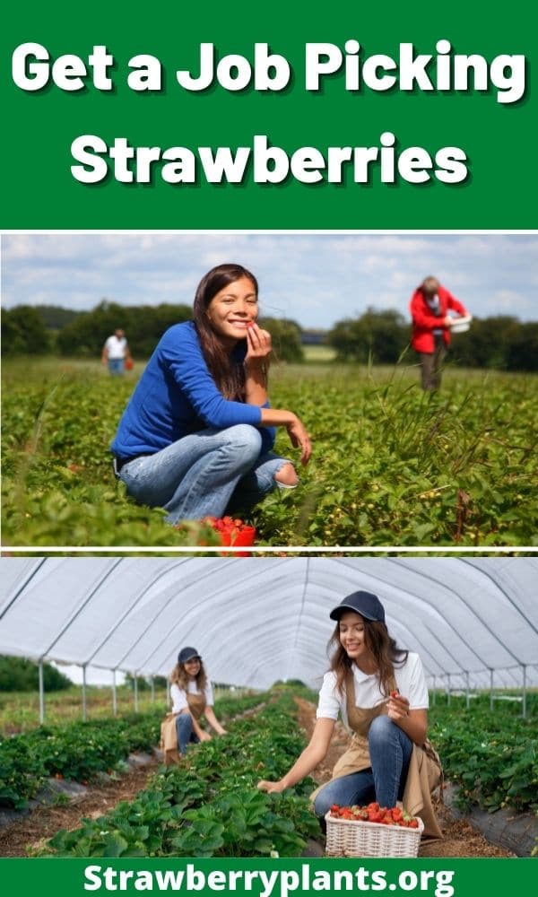 Get a Job Picking Strawberries Strawberry Plants