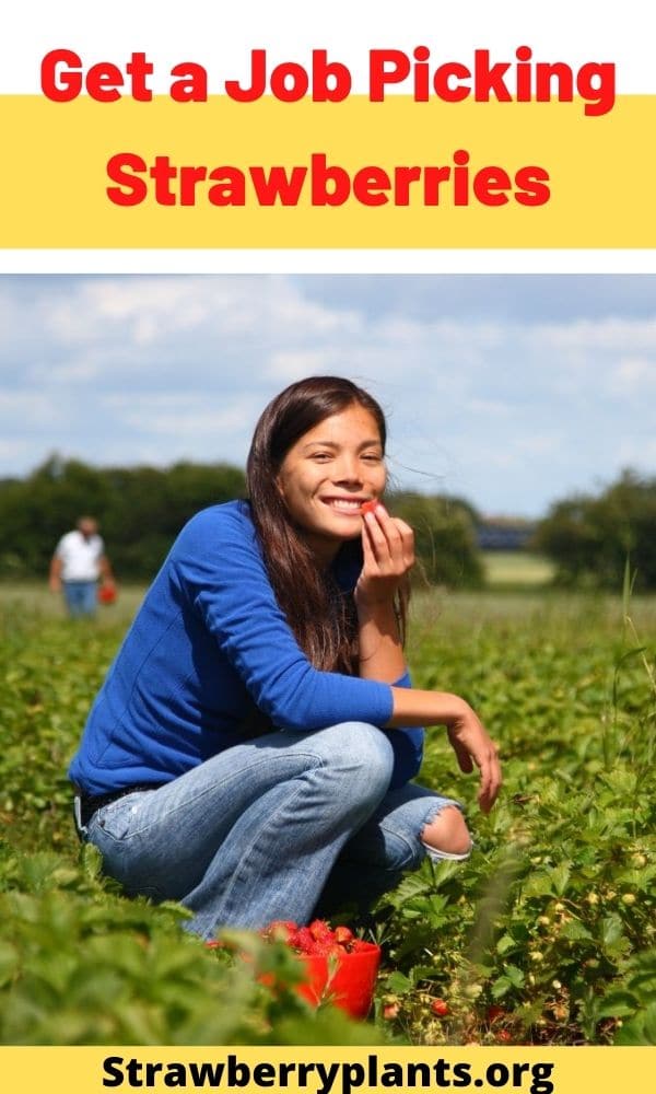 Get a Job Picking Strawberries Strawberry Plants