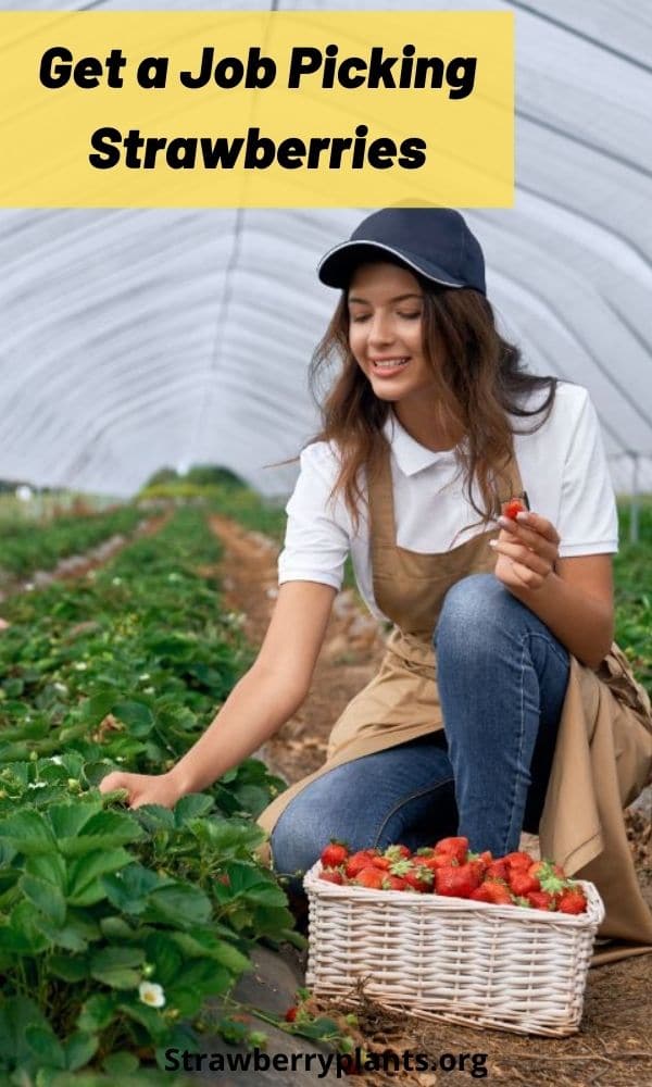 Get a Job Picking Strawberries Strawberry Plants