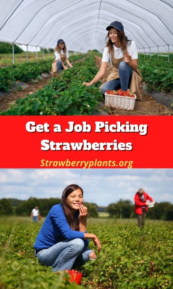Get a Job Picking Strawberries Strawberry Plants