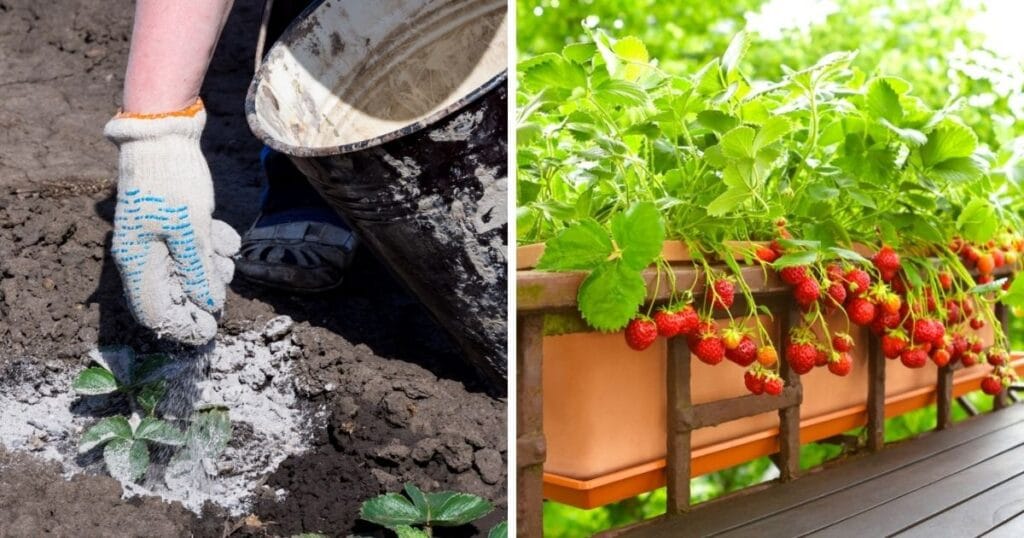 8 Tips to Protect Strawberries From Extreme Heat – Strawberry Plants