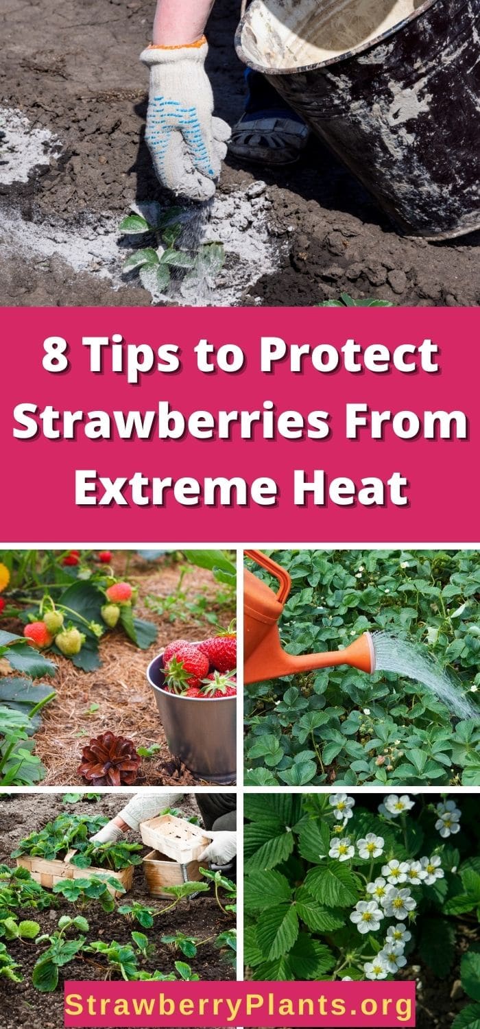 8 Tips to Protect Strawberries From Extreme Heat Strawberry Plants