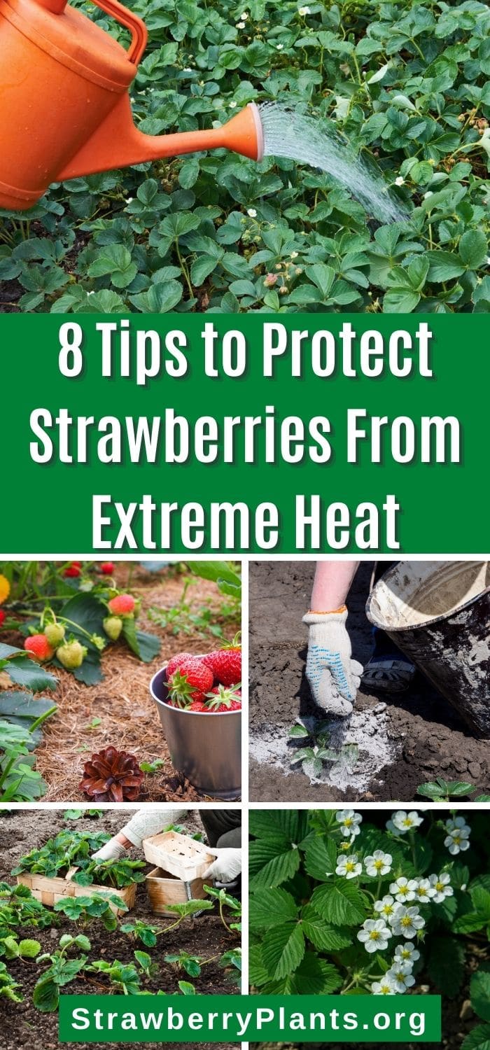 8 Tips to Protect Strawberries From Extreme Heat – Strawberry Plants