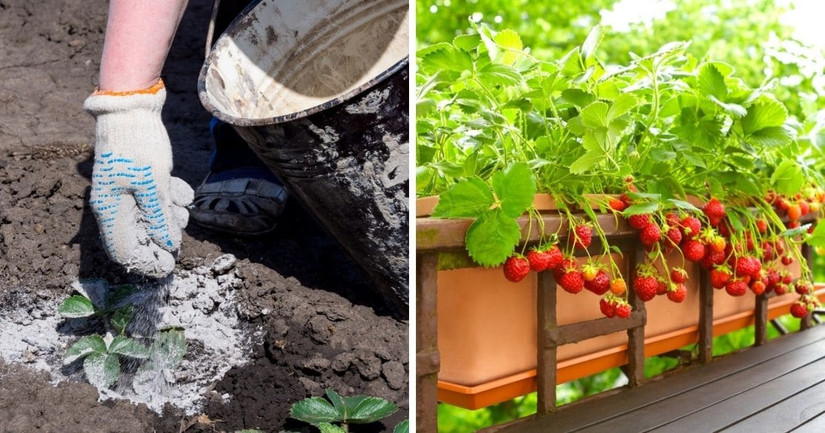 Two image featuring techniques to grow strawberries in extreme heat.