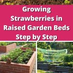 Raised bed strawberry gardening pin 4