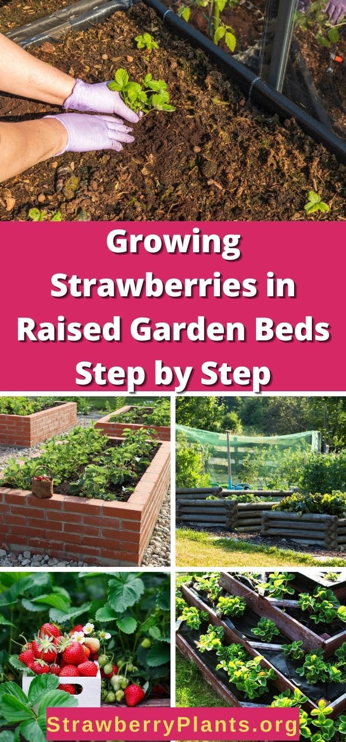 Growing Strawberries In Raised Garden Beds Strawberry Plants