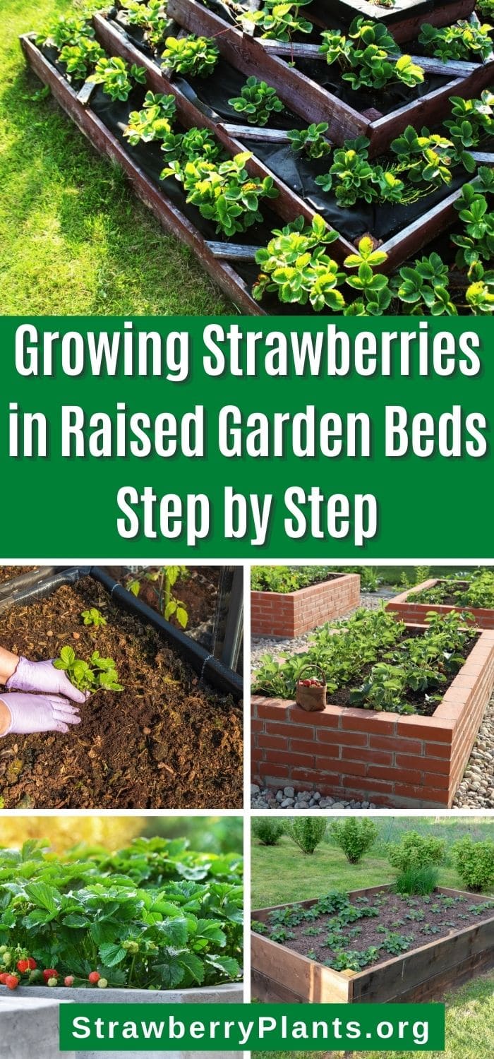 Growing Strawberries In Raised Garden Beds Strawberry Plants