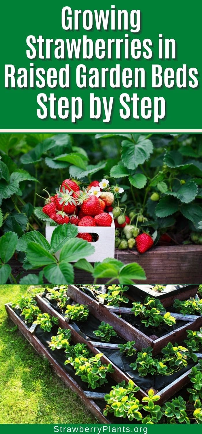 Growing Strawberries In Raised Garden Beds Strawberry Plants