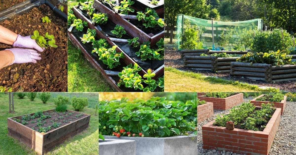 Growing strawberries in raised garden beds.