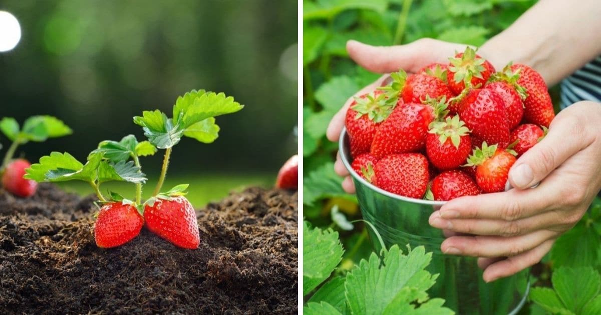 Growing Strawberries: The Definitive Guide (Updated 2022)
