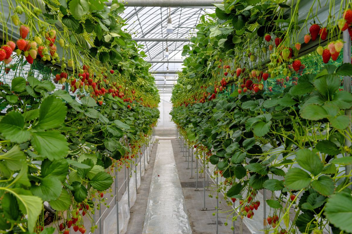 Strawberry green house close shot