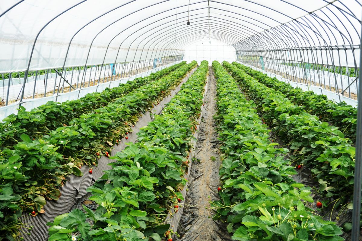 Strawberry green house with soon ripe fruits
