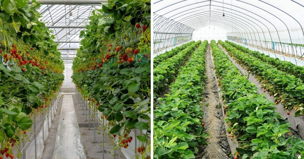 Growing Strawberry Plants Commercially (Guide & Info)