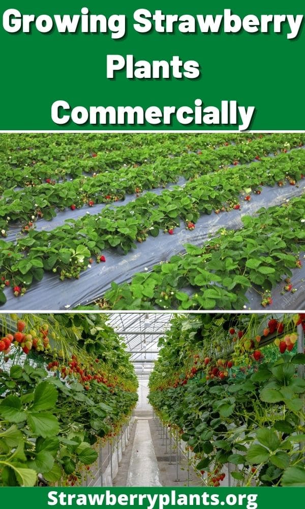 Growing Strawberry Plants Commercially (Guide & Info)