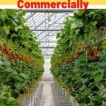 strawberry farming business plan