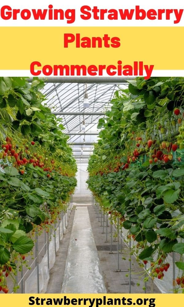 Growing Strawberry Plants Commercially (Guide & Info)