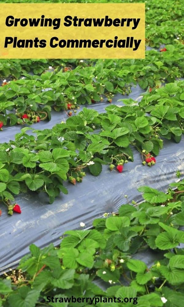 Growing Strawberry Plants Commercially (Guide & Info)