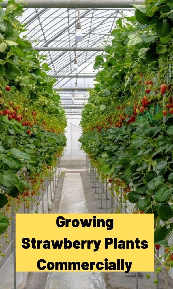 Growing Strawberry Plants Commercially (Guide & Info)