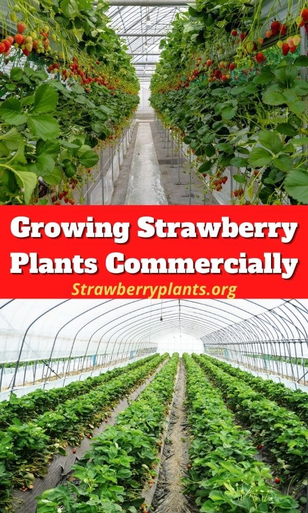 Growing Strawberry Plants Commercially (Guide & Info)
