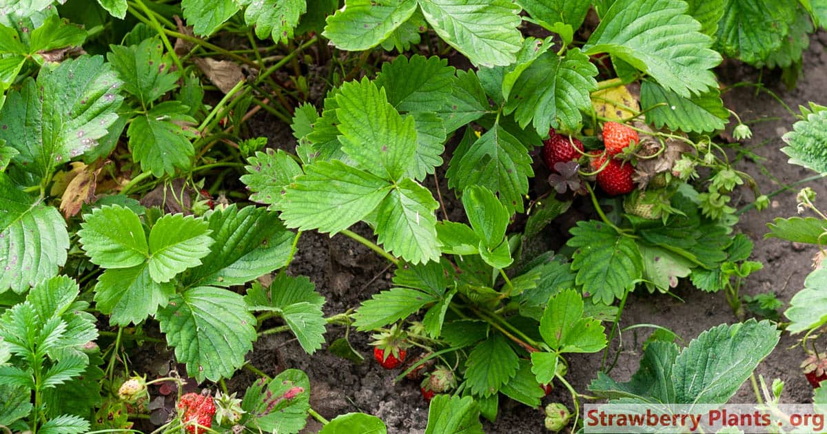 wild strawberries