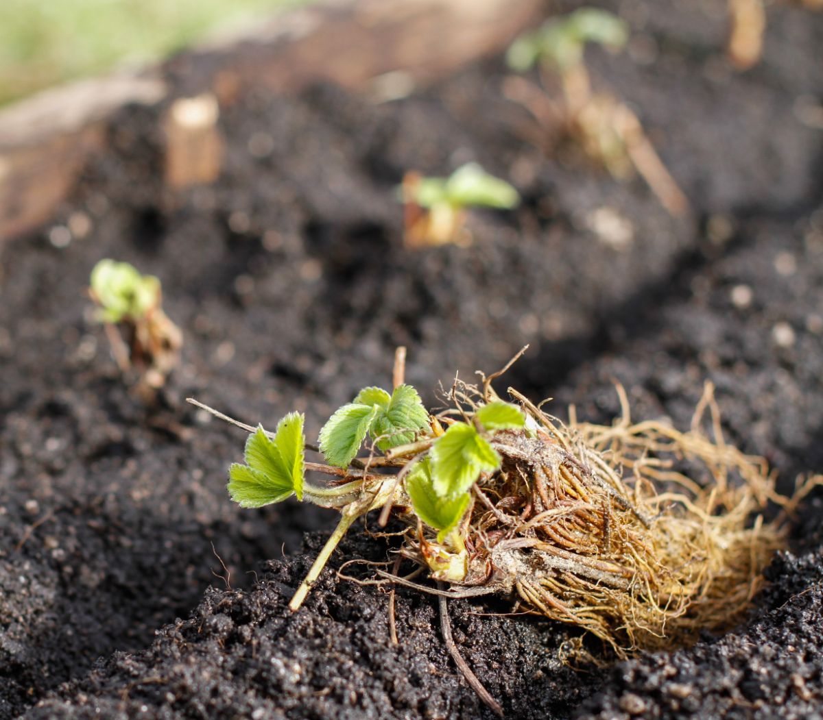 Strawberry seedlings with bare roots on field