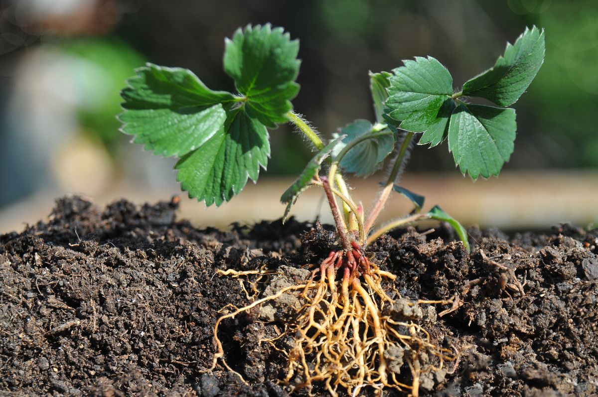 Close shot of young strawberry plant with roots in soil