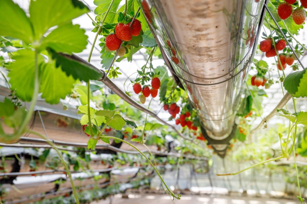 Growing strawberries in gutters.