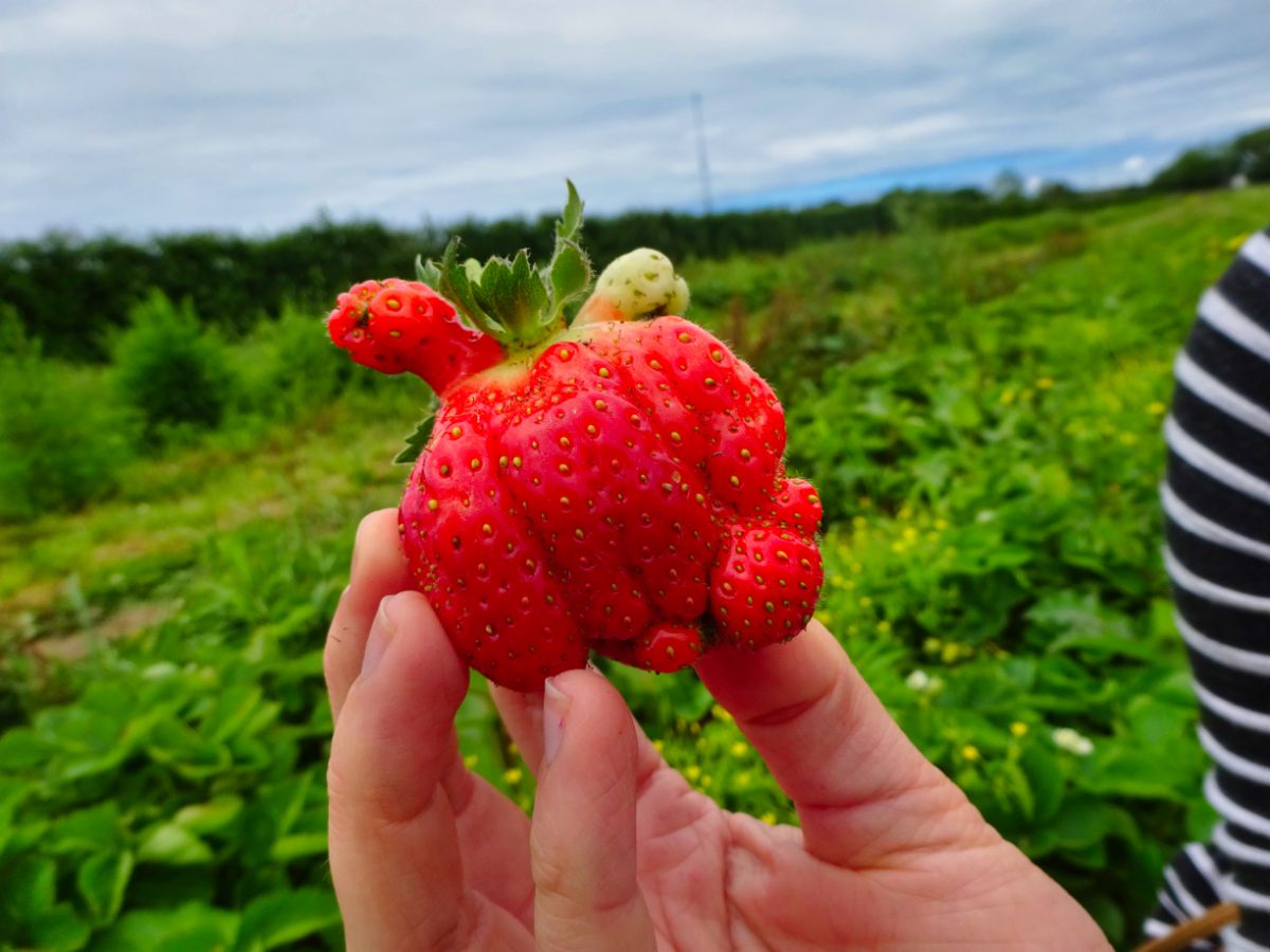Hand holding a misshapen strawberry fruit.