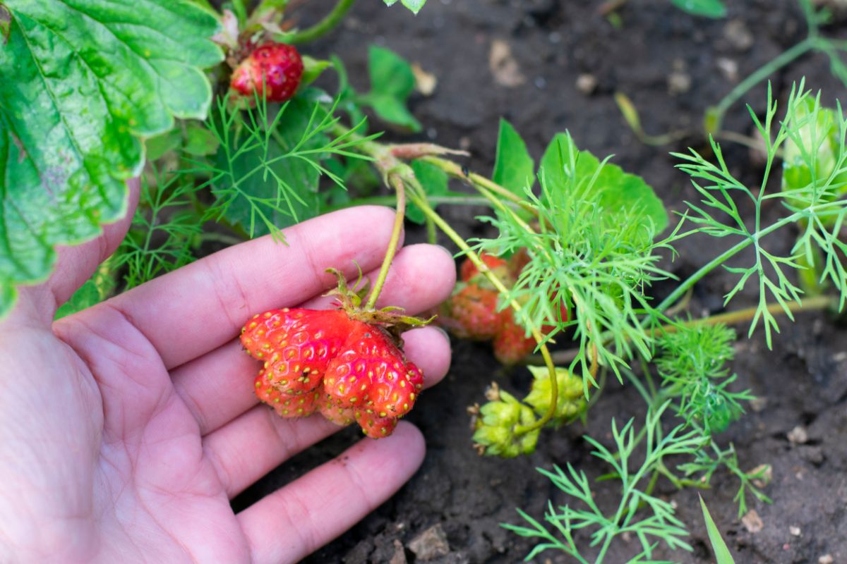 Gardener holding in hand misshaped strawberry fruit.