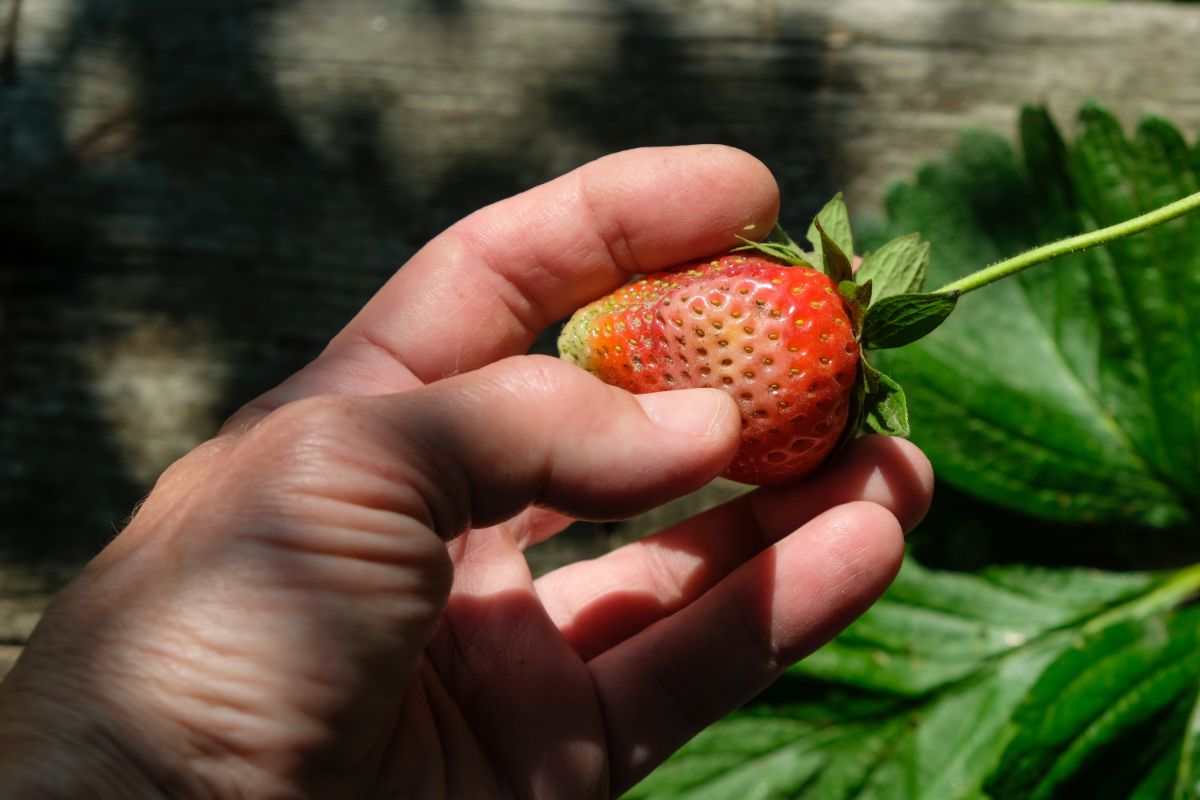 Hand holding a damaged strawberry fruit.
