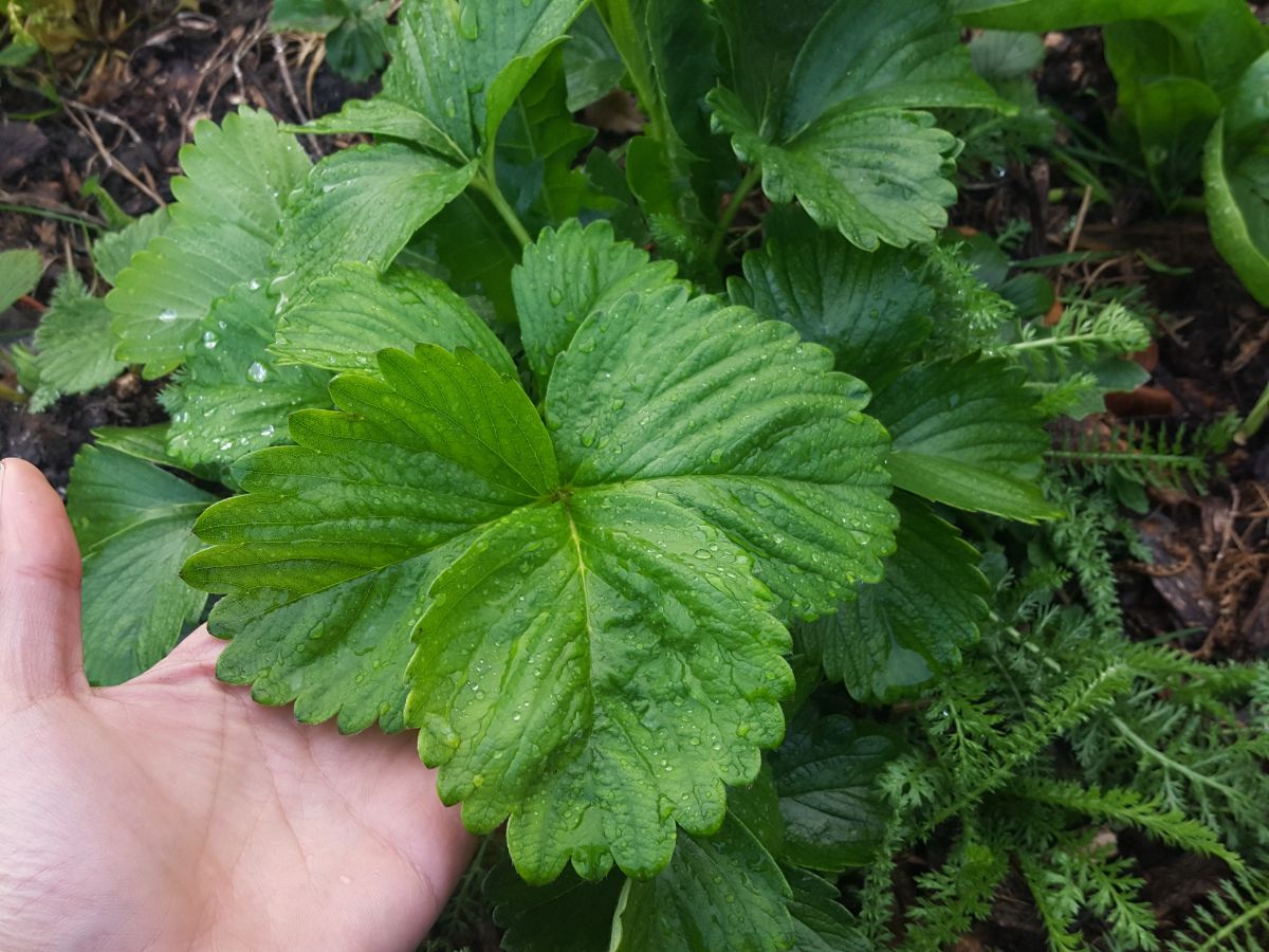 Hand holding a strawberry leaves.