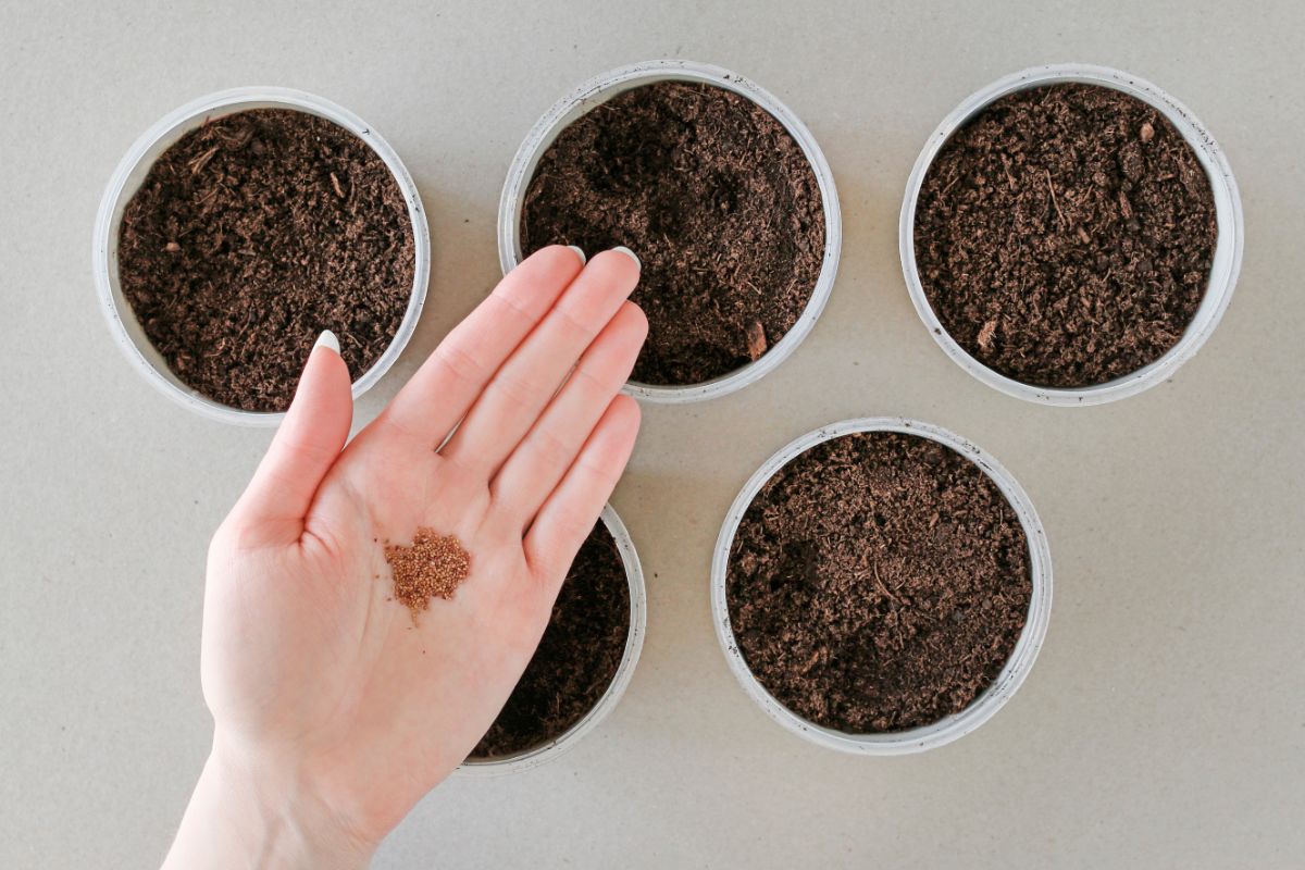 Strawberry seeds on a palm over pots with soil.