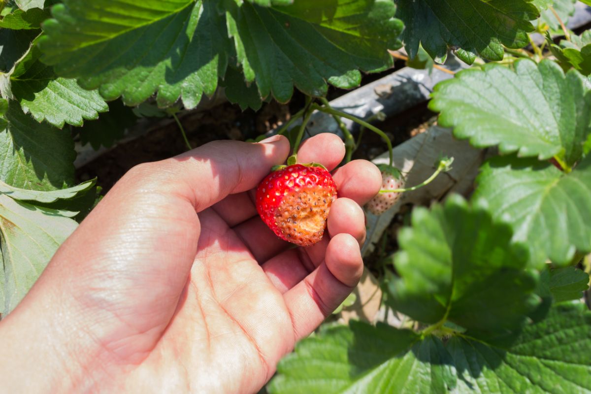 Hand removing a rotten strawberry.