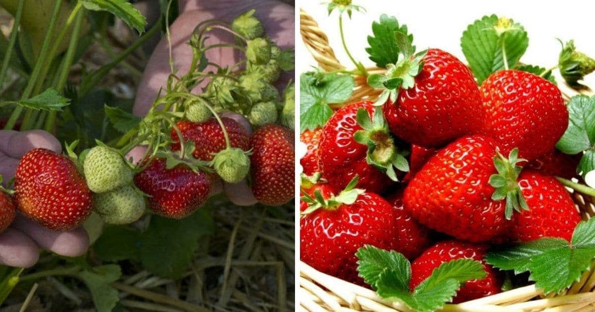 Two high yielding strawberry variety.