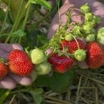 Flavorfest high yielding strawberry variety.