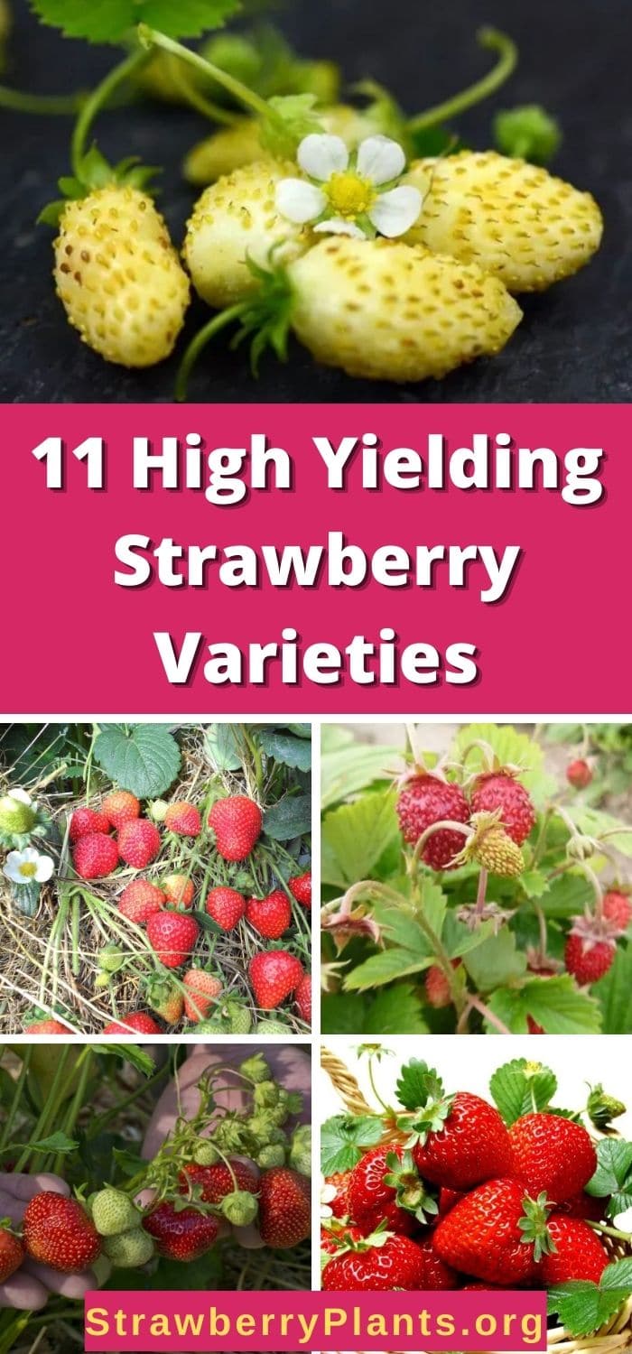 11 High Yielding Strawberry Varieties You Should Plant Strawberry Plants