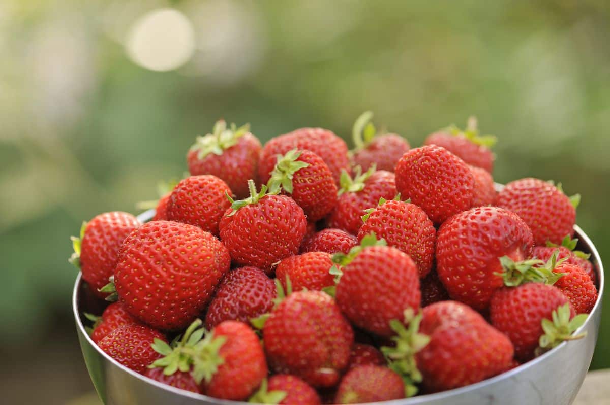 Bowl full of fresh ripe honeoye strawberries.