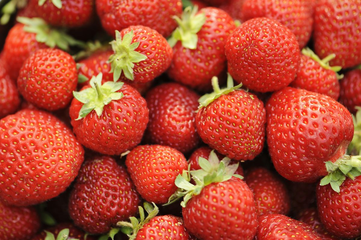 Bunch of fresh ripe honeoye strawberries.