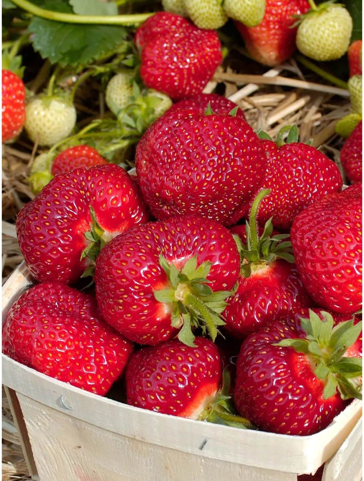 Basket full of freshly picked ripe honeoye strawberries.