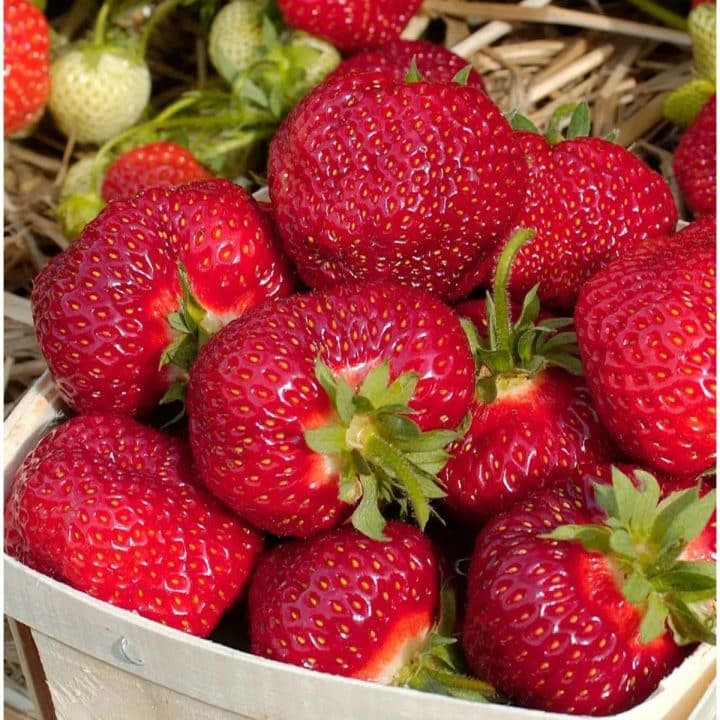 Japanese Strawberry Growing Secrets or Why They Cost 500 Per Piece