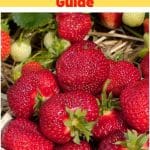 Honeoye Strawberry Variety Info And Grow Guide pinterest image.
