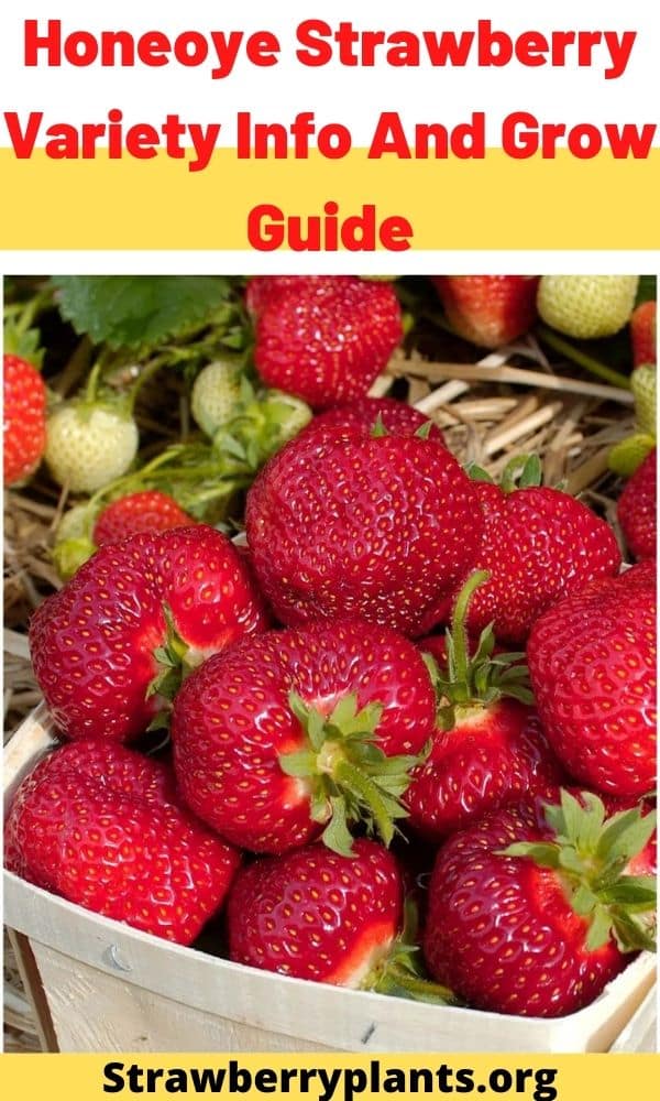 Honeoye Strawberry Variety Info And Grow Guide Strawberry Plants