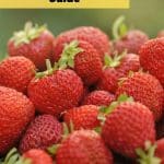 Honeoye Strawberry Variety Info And Grow Guide pinterest image.