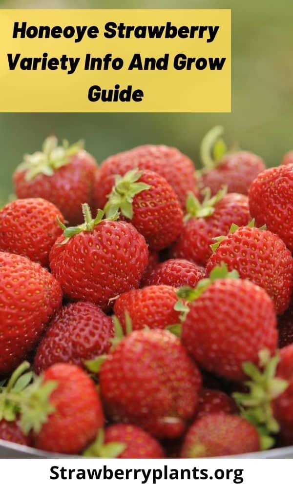 Honeoye Strawberry Variety Info And Grow Guide Strawberry Plants