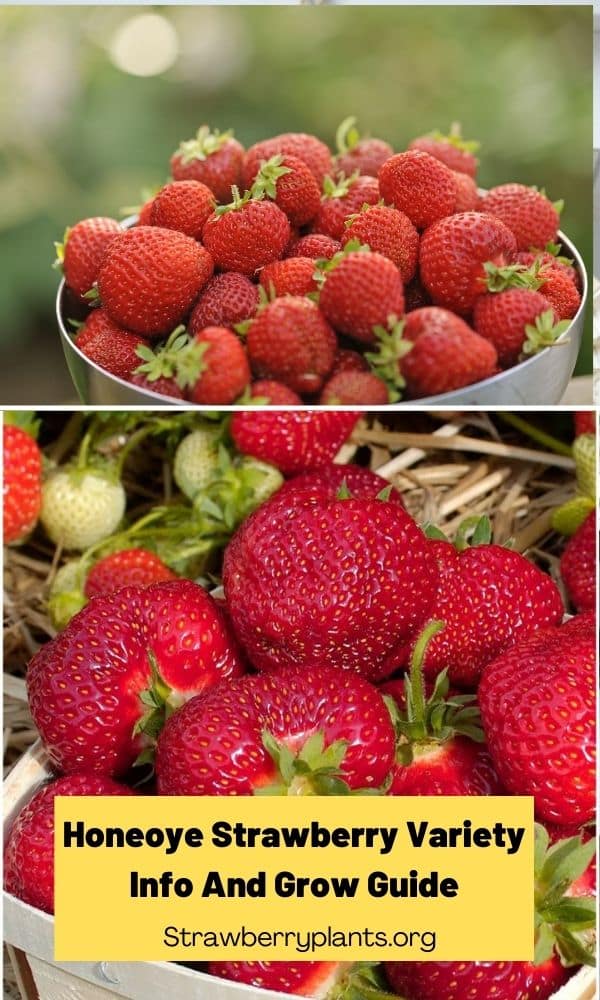 Honeoye Strawberry Variety Info And Grow Guide Strawberry Plants