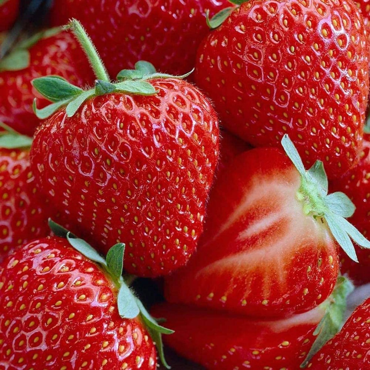 Ripen Honeoye strawberries harvested.