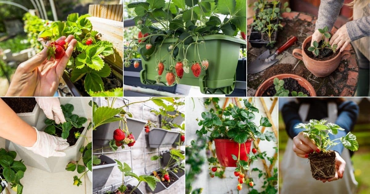 A collage of small space strawberry planters